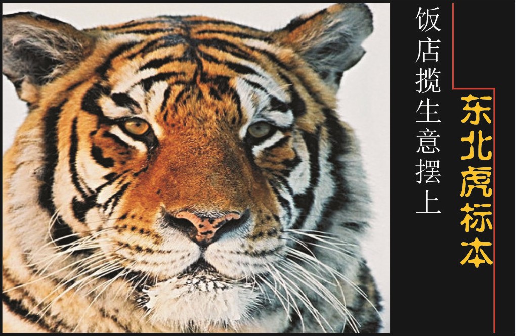 饭店展示东北虎